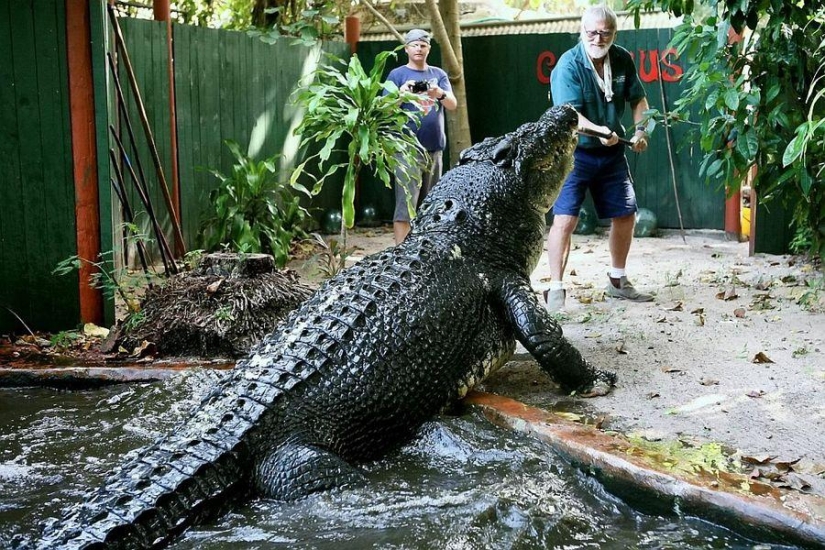 Cassius Clay - the largest crocodile in the world