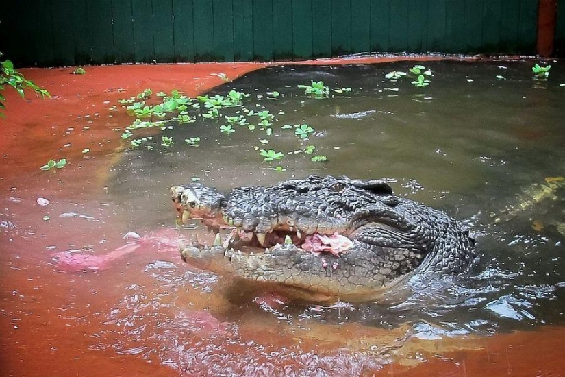 Cassius Clay - the largest crocodile in the world