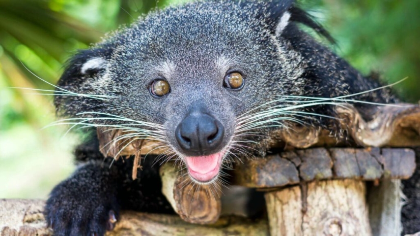 "Cat bears" binturongi — how is the strange beast smelling of popcorn