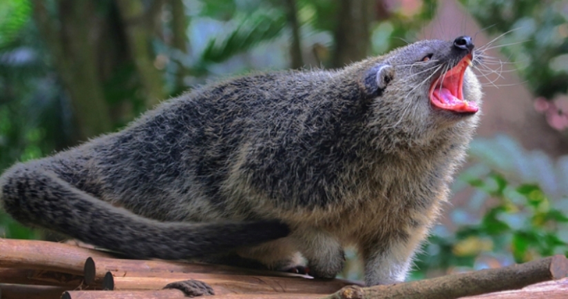 "Cat bears" binturongi — how is the strange beast smelling of popcorn