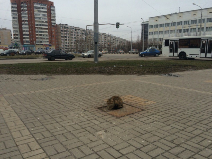 Cat &quot;Hachiko&quot; appeared in Belgorod, who has been waiting for his owner for a whole year
