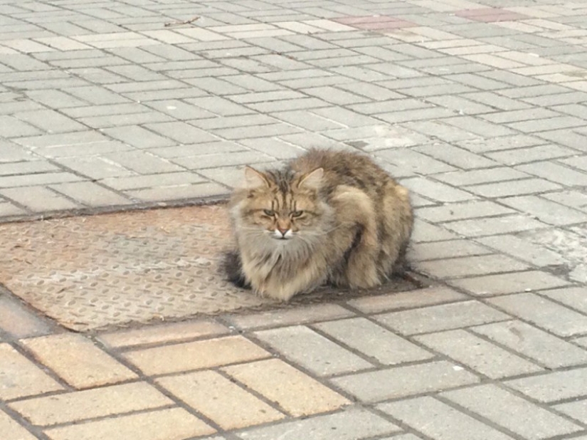 Cat &quot;Hachiko&quot; appeared in Belgorod, who has been waiting for his owner for a whole year