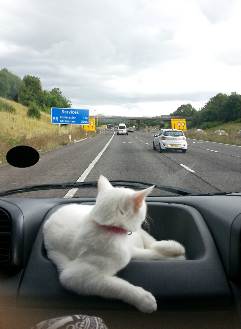 Cat traveling with its owners