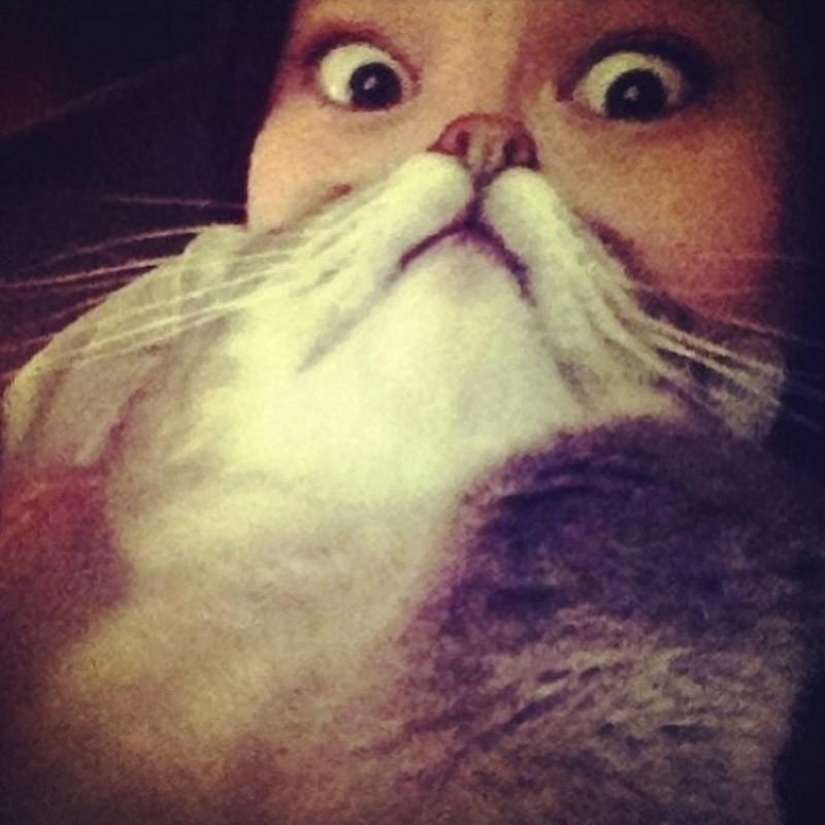 Catbeards - another photomem