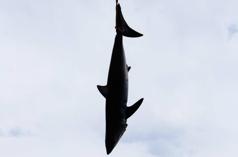 Catch, big fish: the beauty and horror of the monstrous shark fishing championship