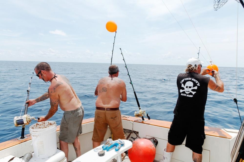 Catch, big fish: the beauty and horror of the monstrous shark fishing championship