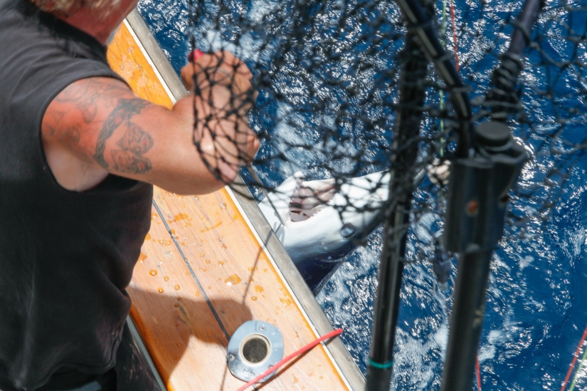 Catch, big fish: the beauty and horror of the monstrous shark fishing championship