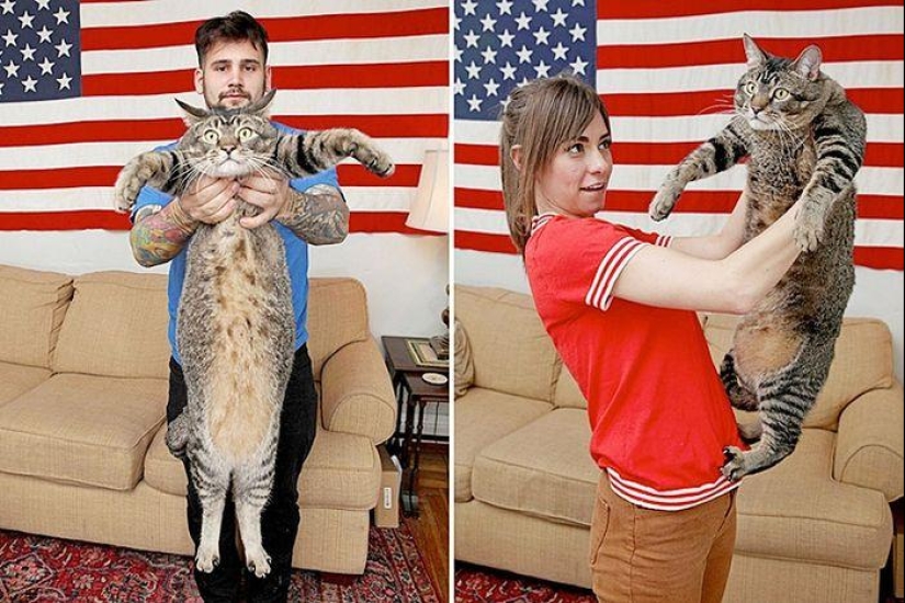 Catosaurus Rex - a giant cat has found new owners