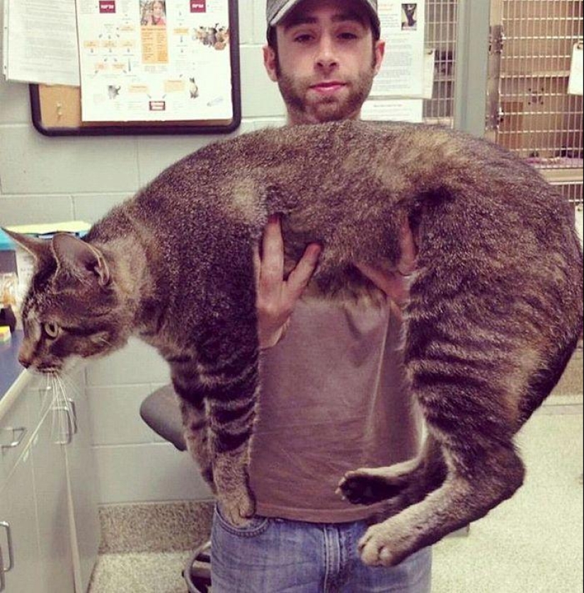 Catosaurus Rex - a giant cat has found new owners