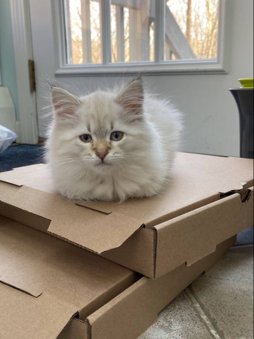 Cats and pizza are the perfect combination, and here's 18 proofs