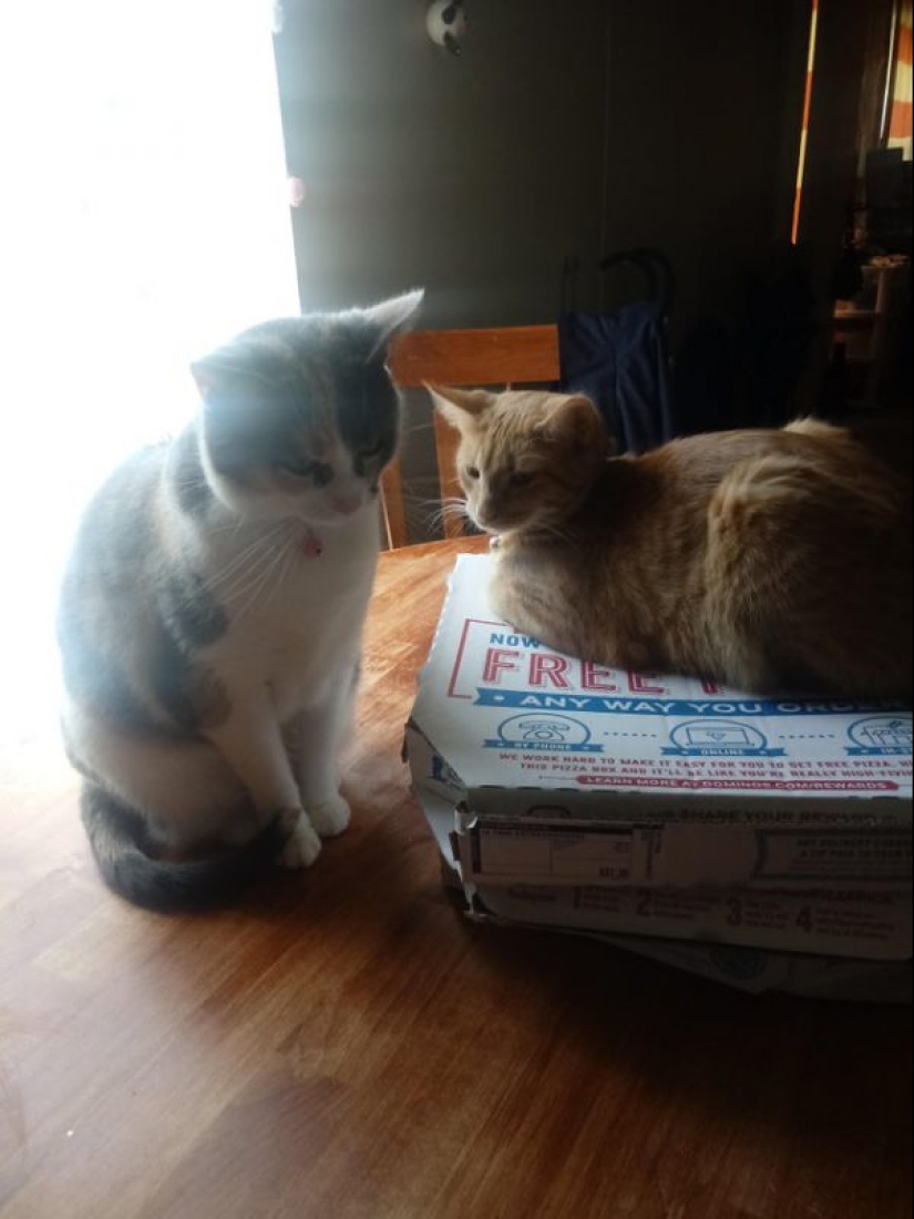Cats and pizza are the perfect combination, and here's 18 proofs