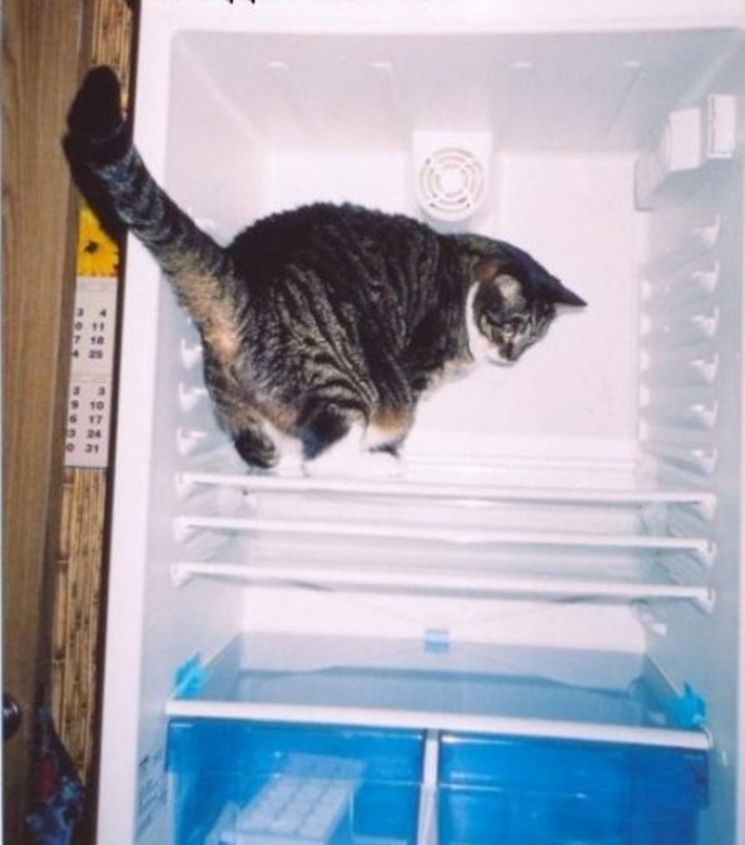 Cats in refrigerators