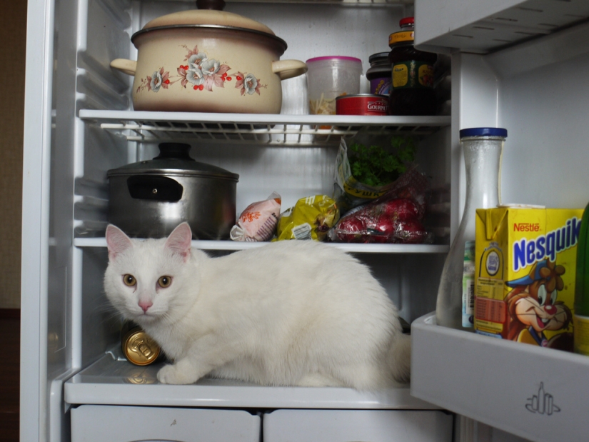 Cats in refrigerators