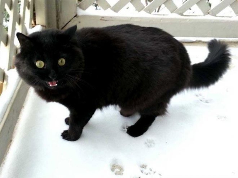 Cats' reaction to the first snow: 25 photos that will cheer you up