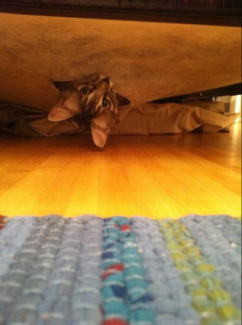 Cats that can&#39;t play hide and seek
