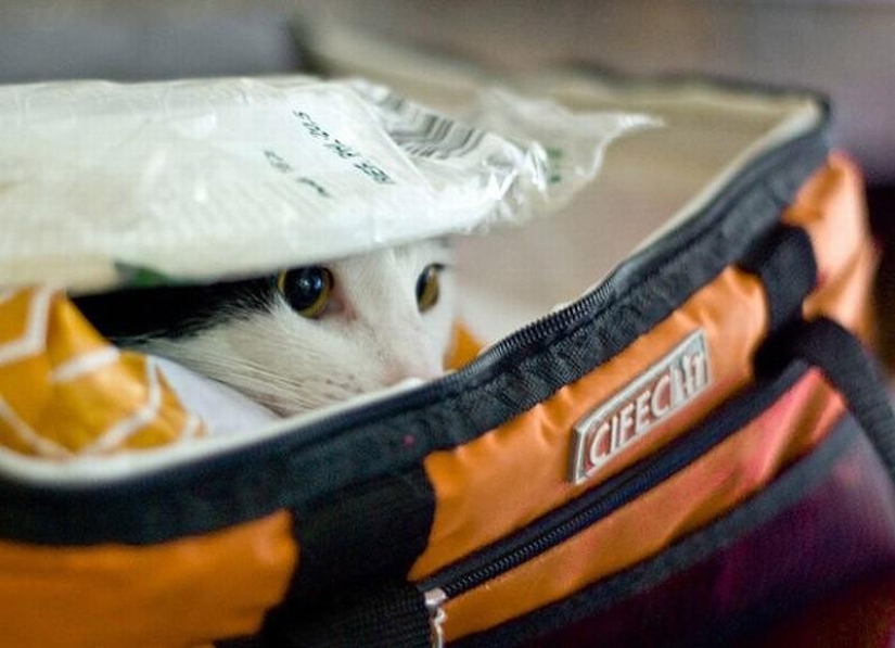 Cats that can&#39;t play hide and seek