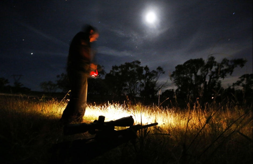 Caza nocturna de canguros en Australia