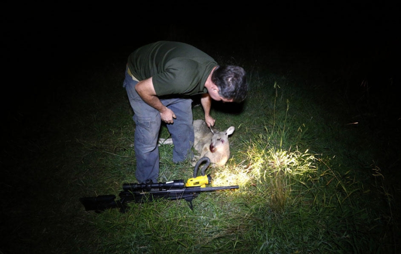 Caza nocturna de canguros en Australia