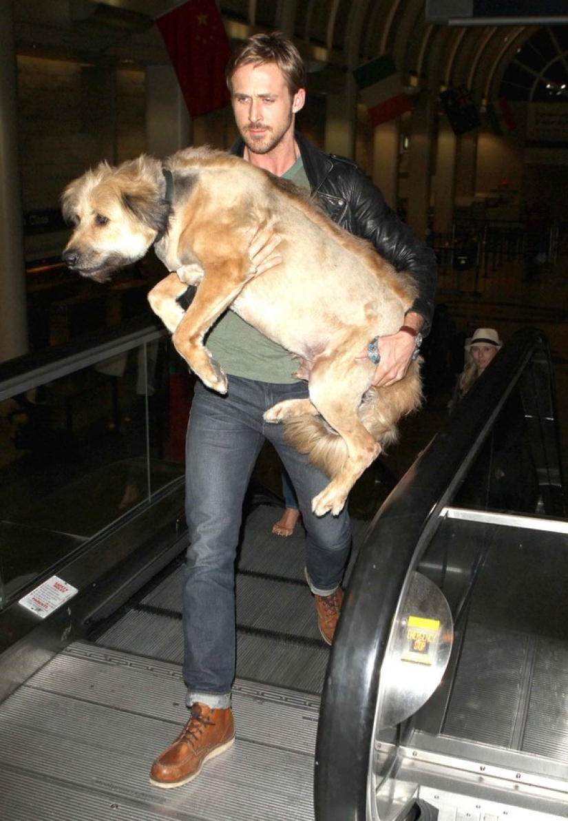 Celebrities obsessed with their pets