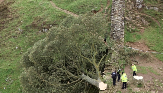 Centuries-old “Robin Hood tree” destroyed in Great Britain