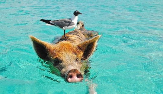 Cerdos flotantes únicos en una de las Bahamas