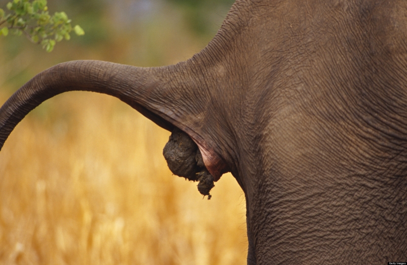 Cerveza de estiércol de elefante y escroto de canguro: Los 9 recuerdos más extraños