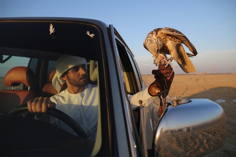 Cetrería en los Emiratos Árabes Unidos