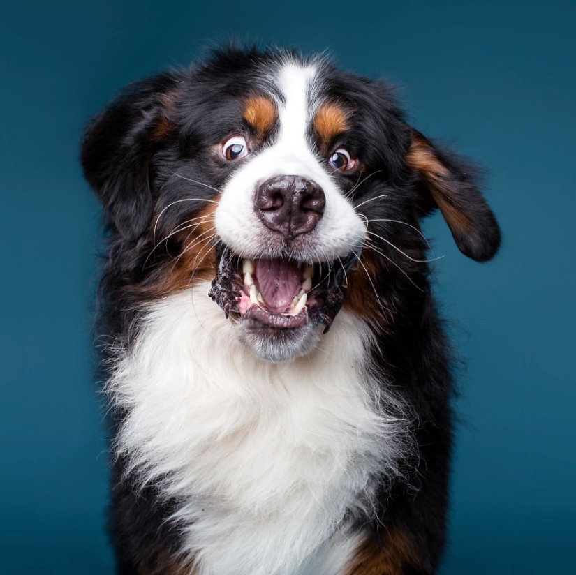 Charismatic dogs who seem to want to tell us something