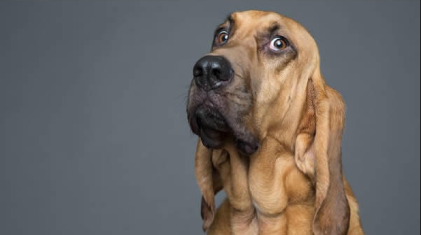 Charismatic dogs who seem to want to tell us something