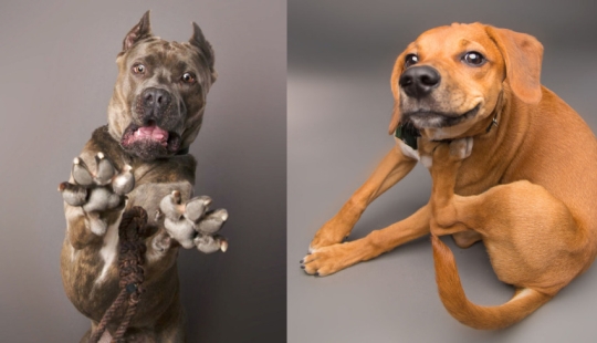 Charismatic dogs who seem to want to tell us something