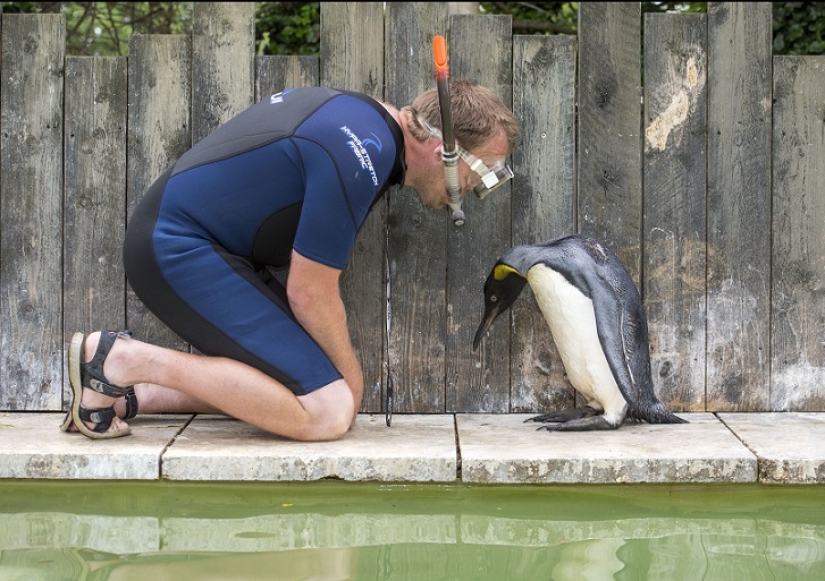Charlotte Penguin Takes Swimming Lessons