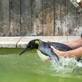 Charlotte Penguin Takes Swimming Lessons