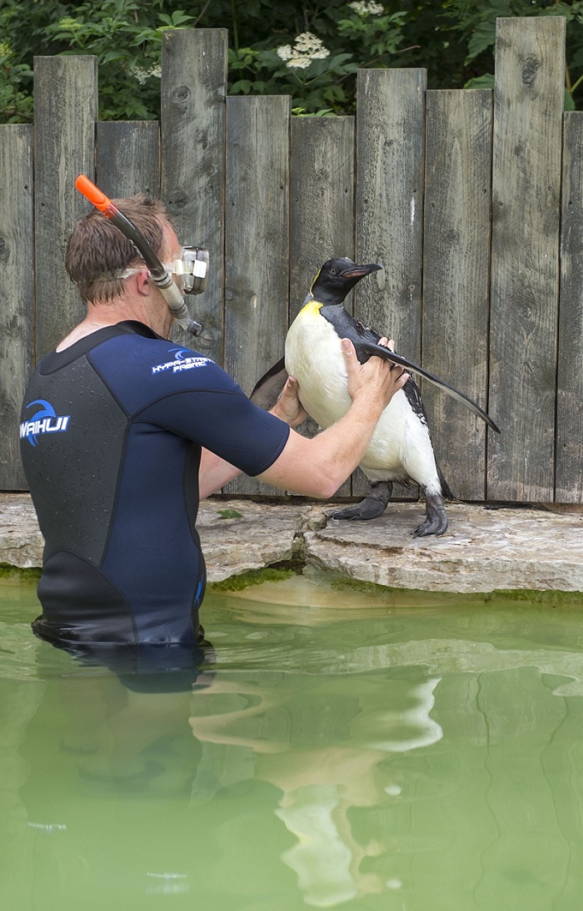 Charlotte Penguin Takes Swimming Lessons