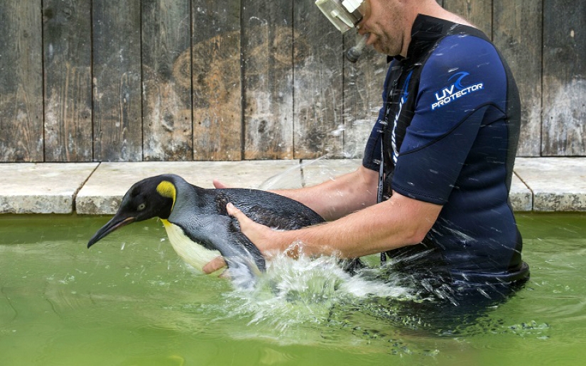 Charlotte Penguin toma lecciones de natación