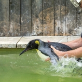 Charlotte Penguin toma lecciones de natación