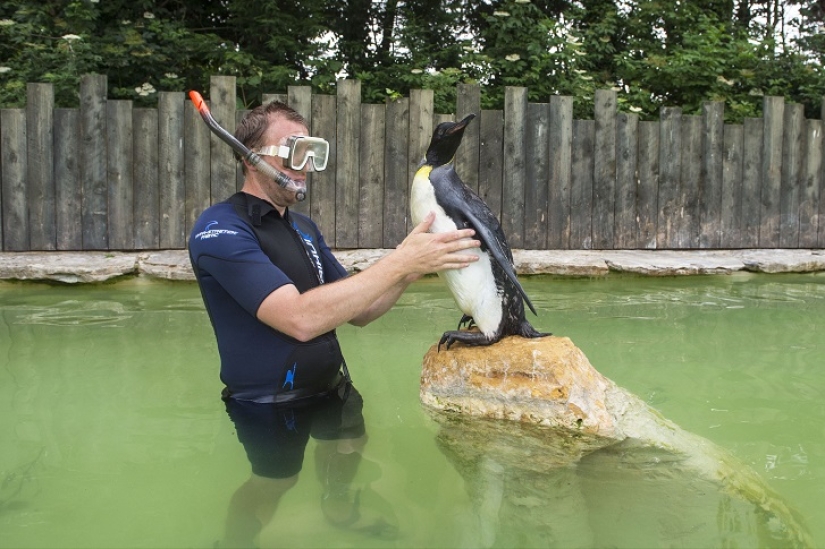 Charlotte Penguin toma lecciones de natación