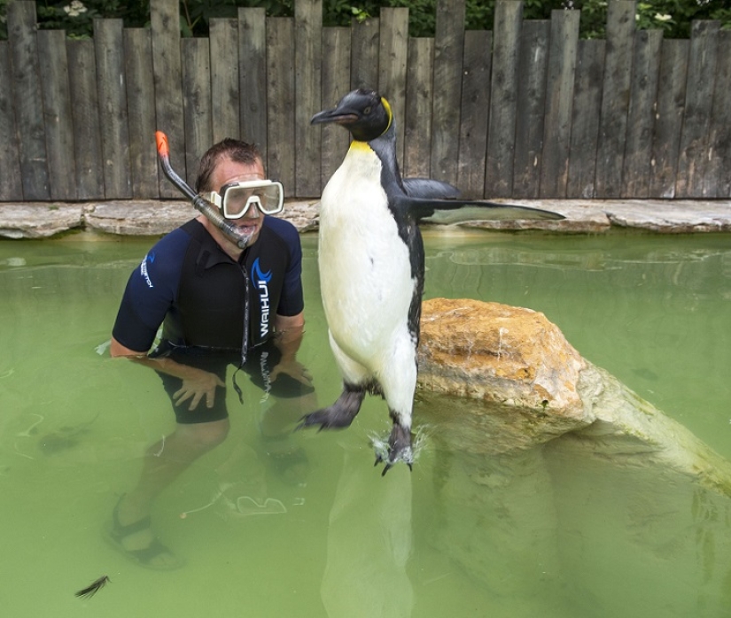 Charlotte Penguin toma lecciones de natación