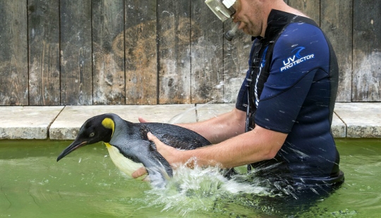 Charlotte Penguin toma lecciones de natación