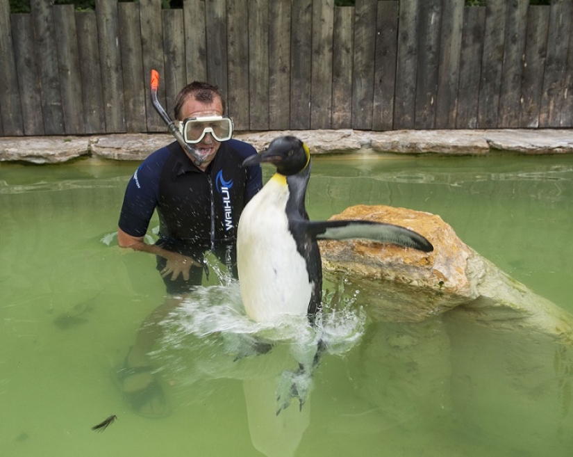 Charlotte Penguin toma lecciones de natación