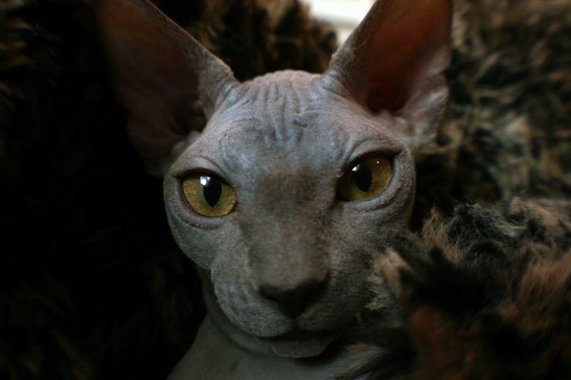 Charming Sphynx cats