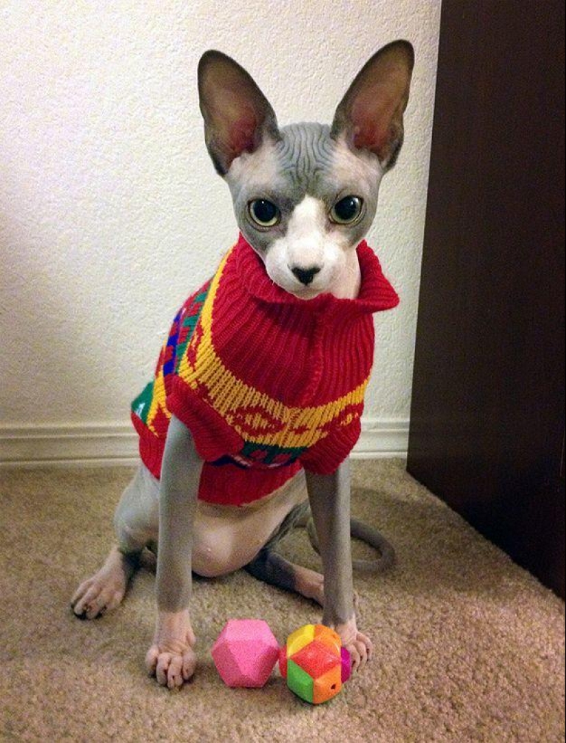 Charming Sphynx cats