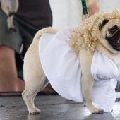 Cheerful pugs are masters of disguise