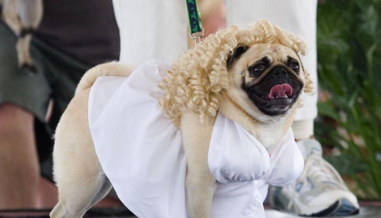 Cheerful pugs are masters of disguise