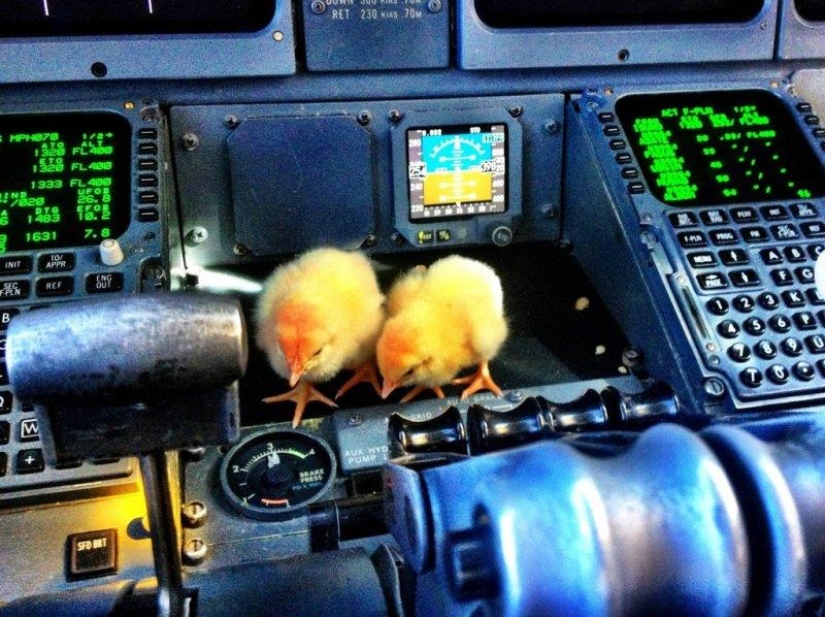Chickens learn to fly