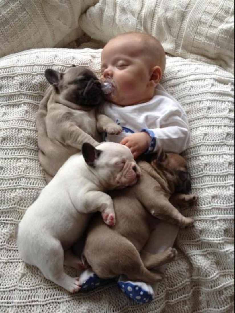 Child and puppies. Outrageous cuteness post