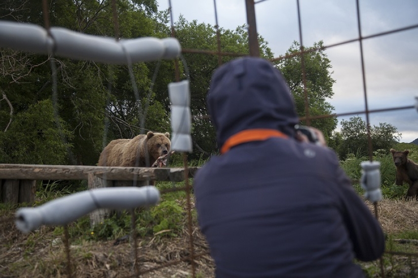 Children in a cage, or how we ended up face to face with bears