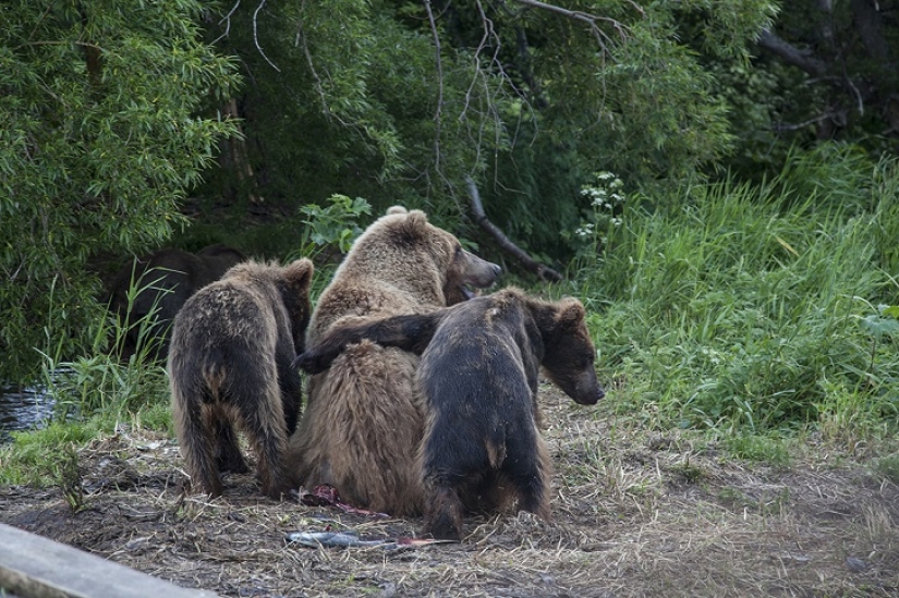 Children in a cage, or how we ended up face to face with bears