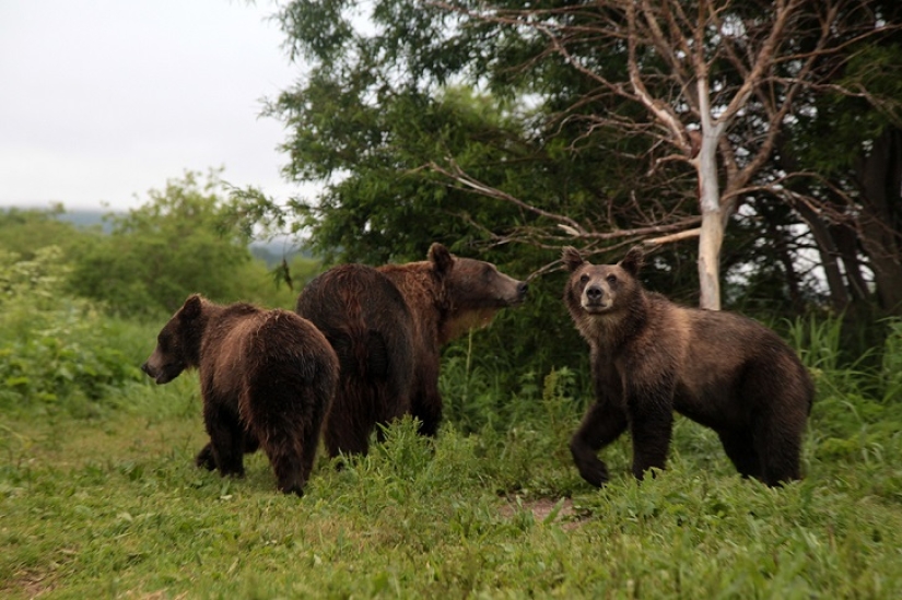 Children in a cage, or how we ended up face to face with bears