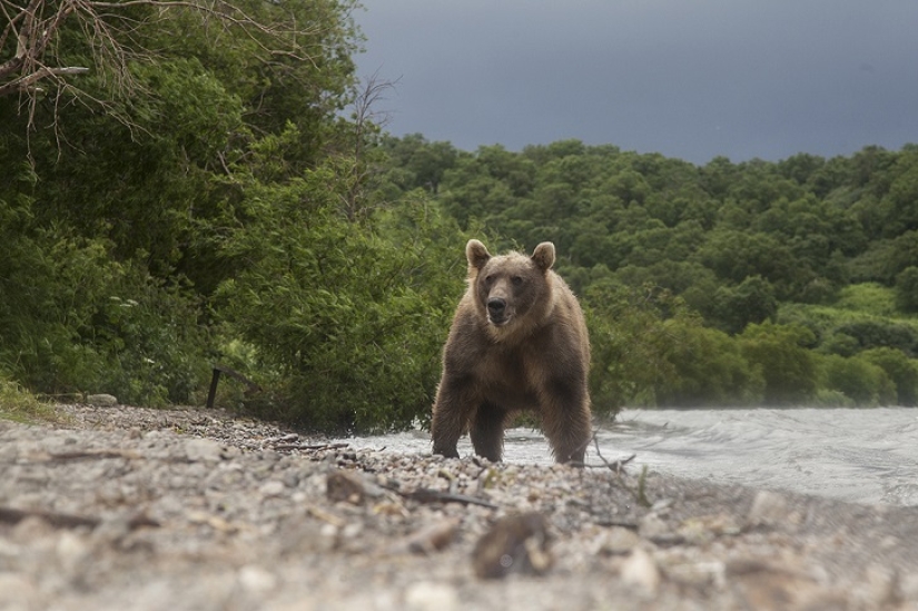 Children in a cage, or how we ended up face to face with bears