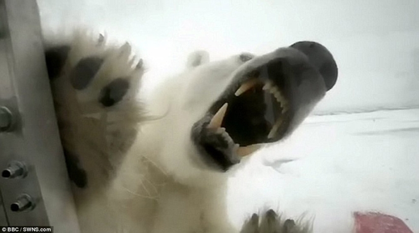 Chilling footage of a polar bear trying to devour a man